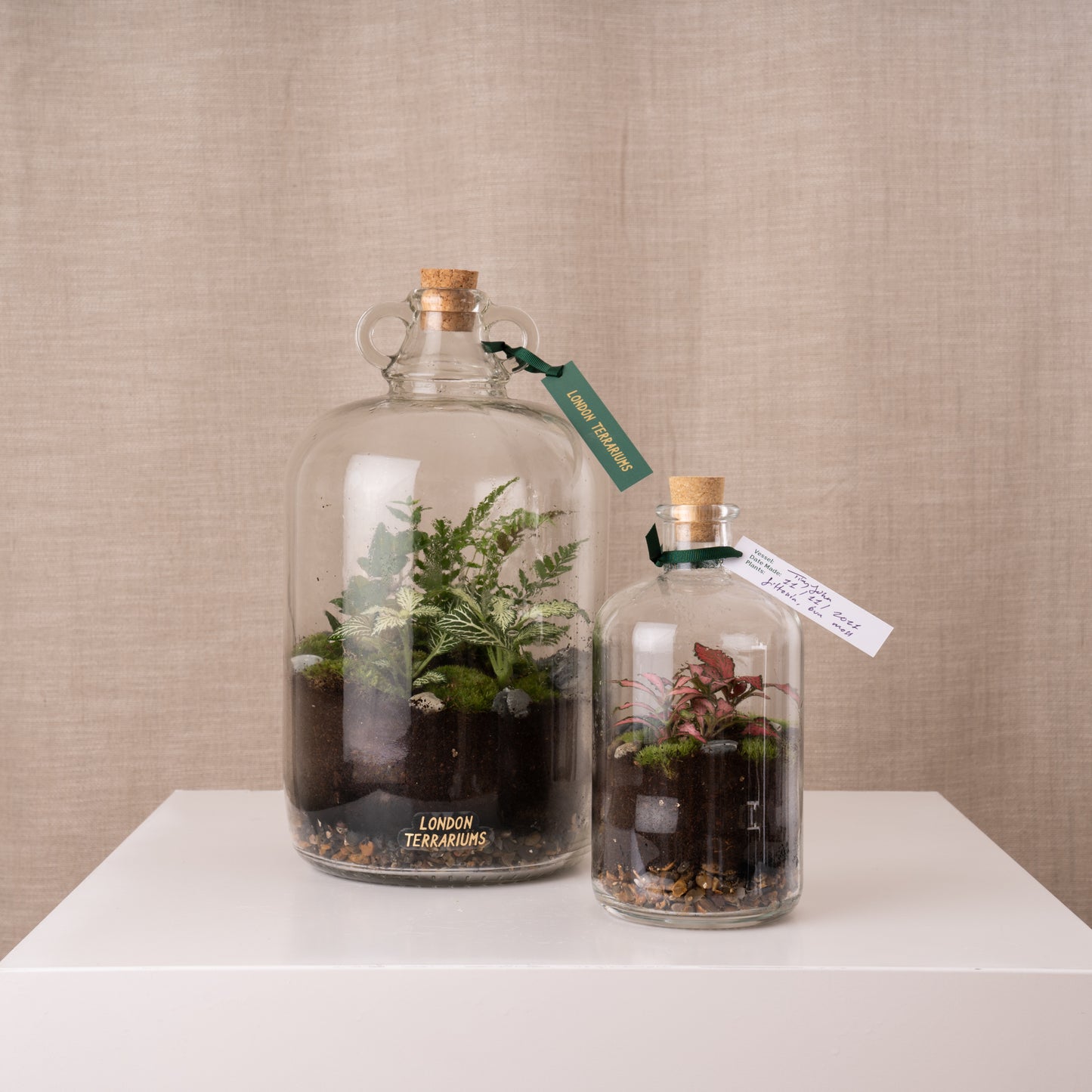 London Terrariums Demijohn and Tinyjohn