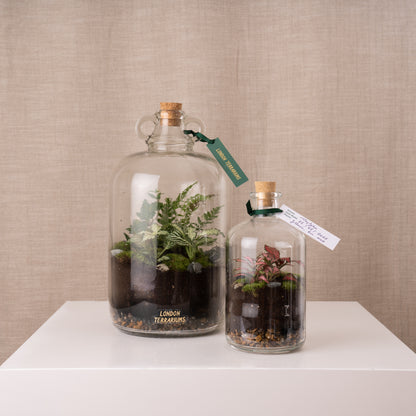 London Terrariums Tinyjohn