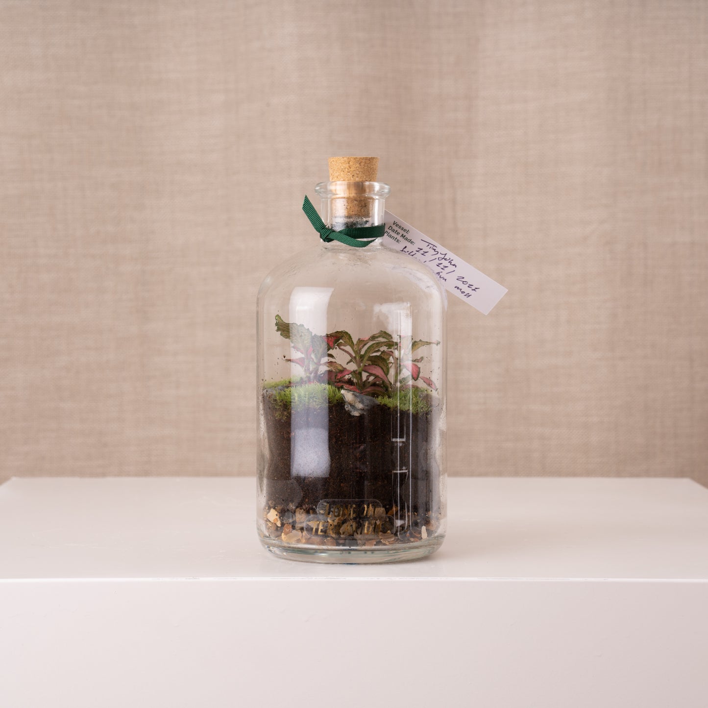 London Terrariums Tinyjohn