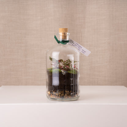 London Terrariums Tinyjohn