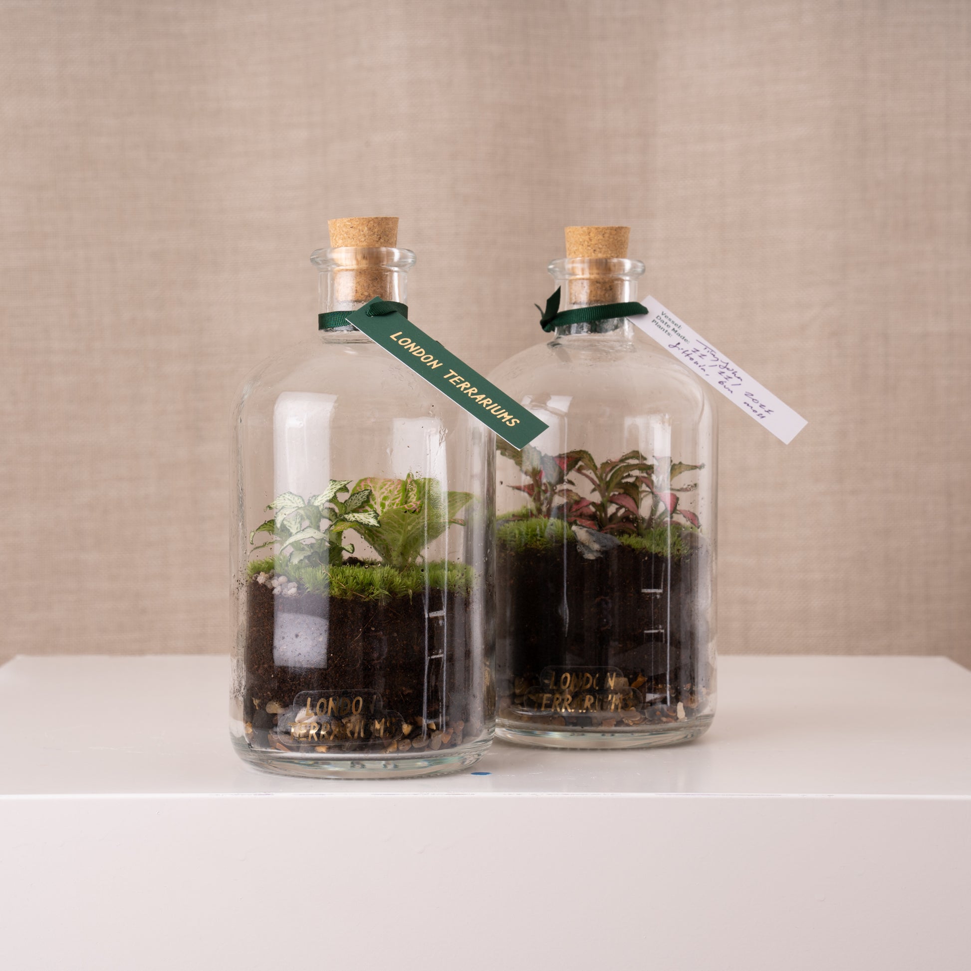 London Terrariums Tinyjohn